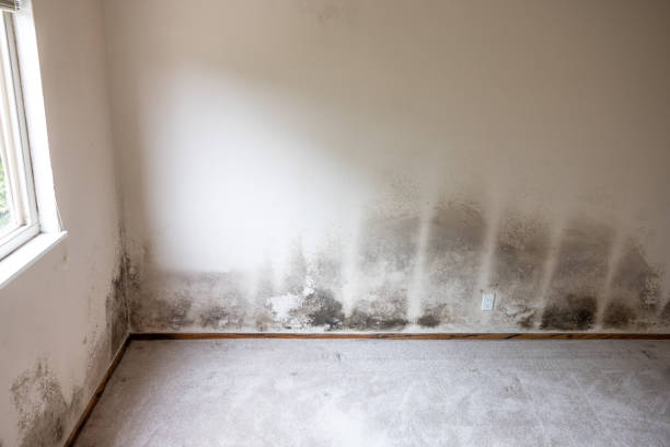 Sissonville, WV Mold Inspection, Removal & Remediation Company